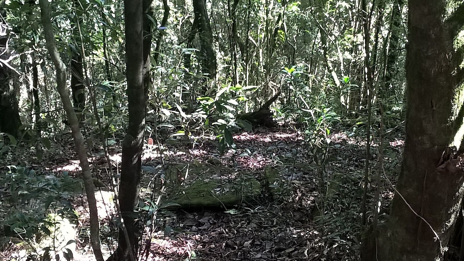 Mawphlang Sacred Grove