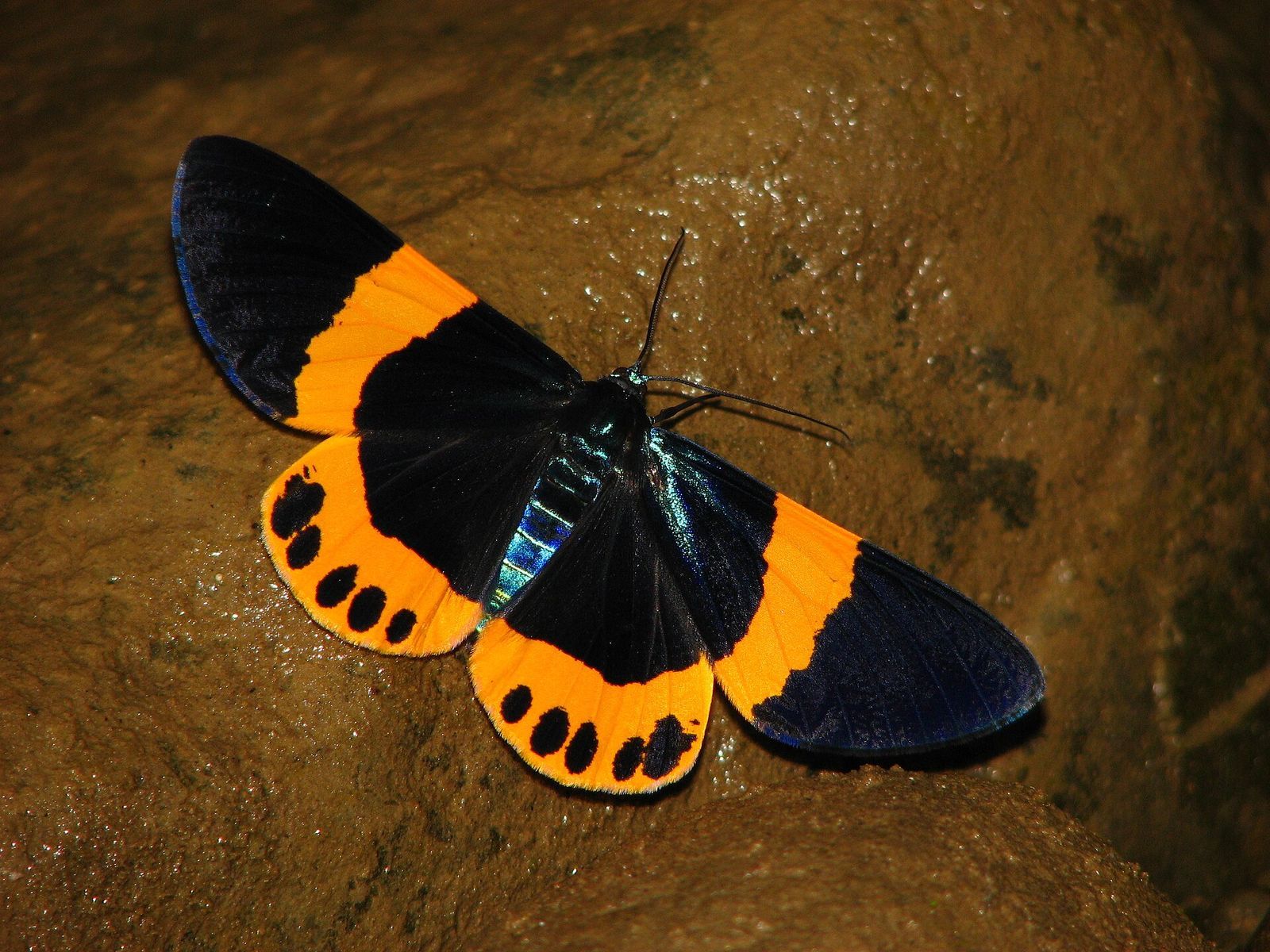 Namdapha National Park