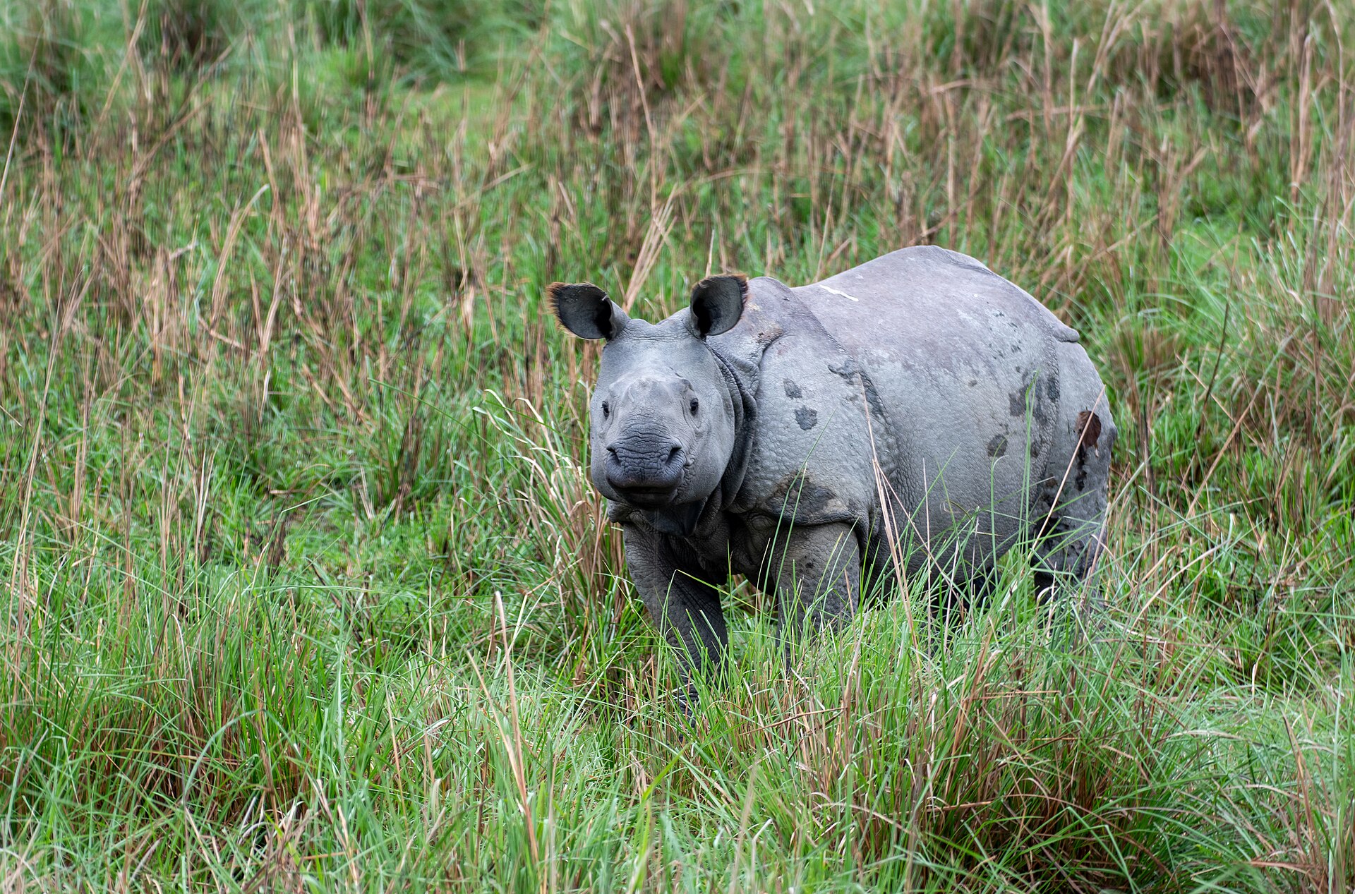 Pobitora Wildlife Sanctuary