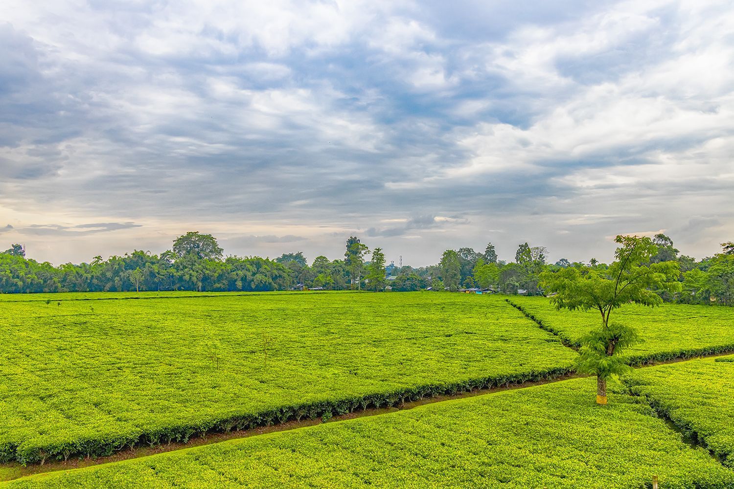 Oil, gas & the tea economy